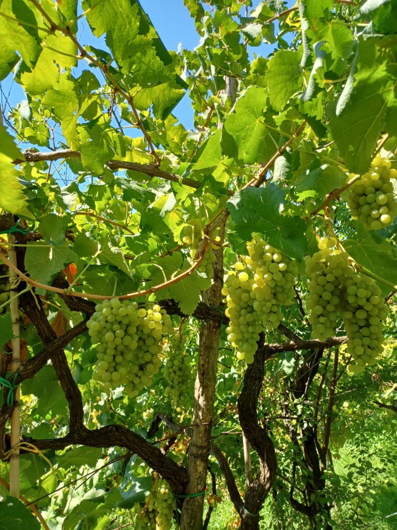 In Naples, in the Phlegraean area, I sell white wine grapes cultivar zibibbo, falanghina, and Muscat Cell