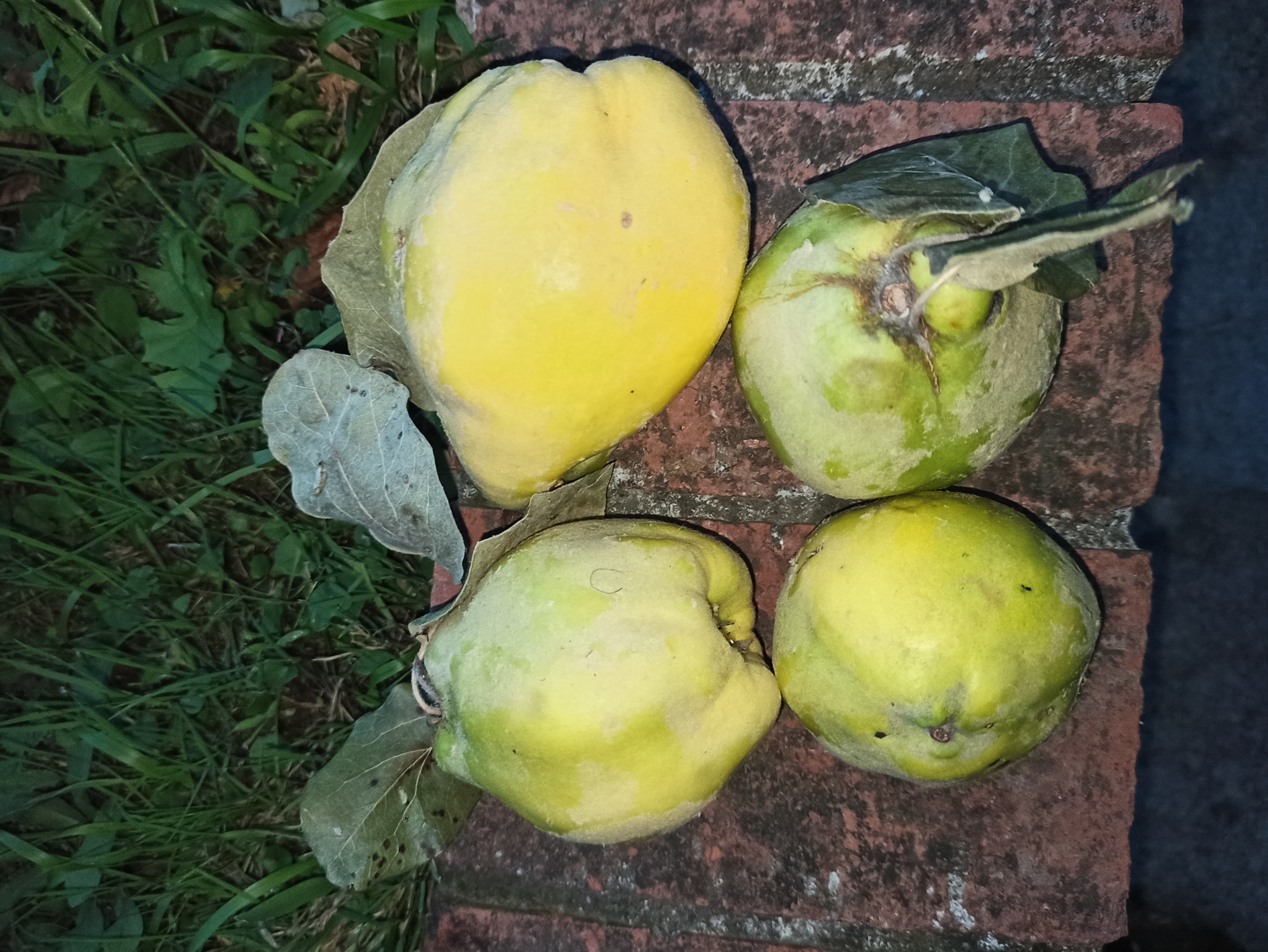 100% natural quinces from acqui terme