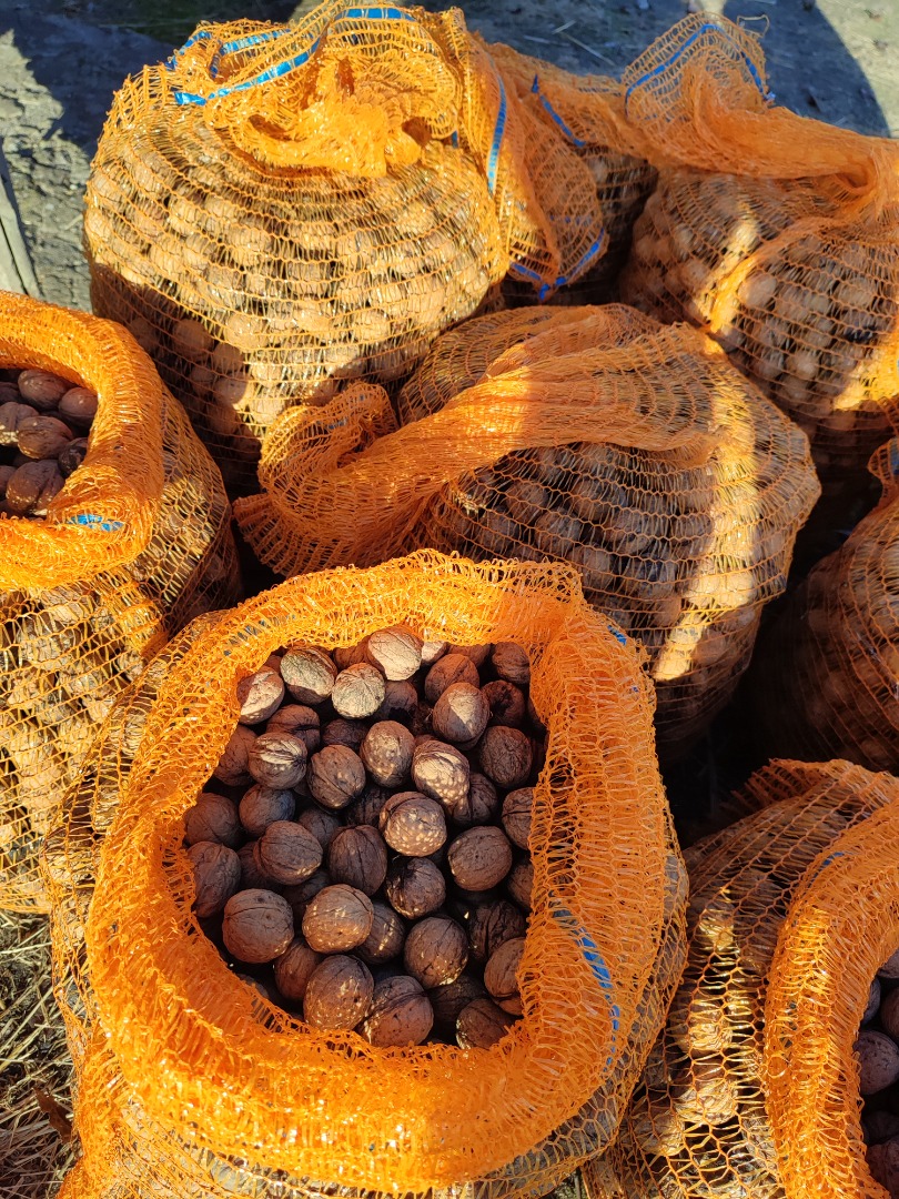I will sell this year's walnuts