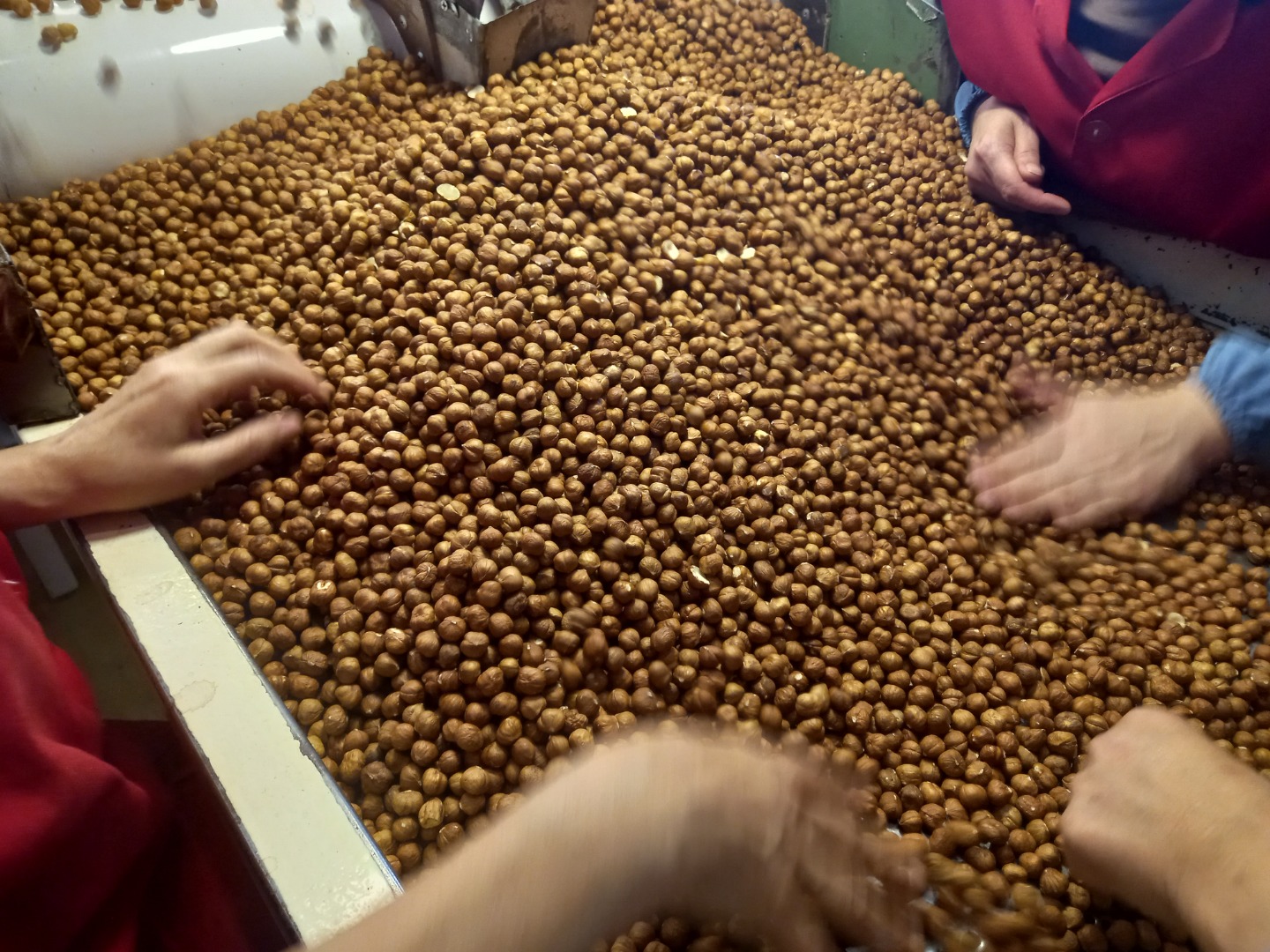 Peeled hazelnuts, without shell, calibers 9-11 mm, 11-13 mm, 13-15 mm