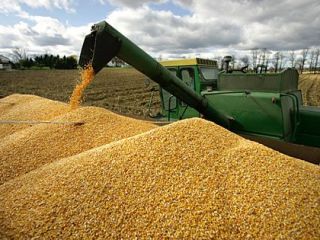 Yellow corn/maize for human and animal consumption, White Maize