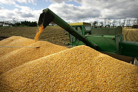 Yellow corn/maize for human and animal consumption, White Maize (Non GMO White Corn) and dried Yellow corn Dried Yellow Maize