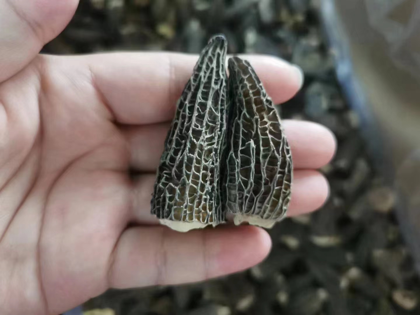 dry morel from China ,quality and packing following buyer's request