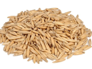 We offer high-quality certified BIO oats, this year's harvest,