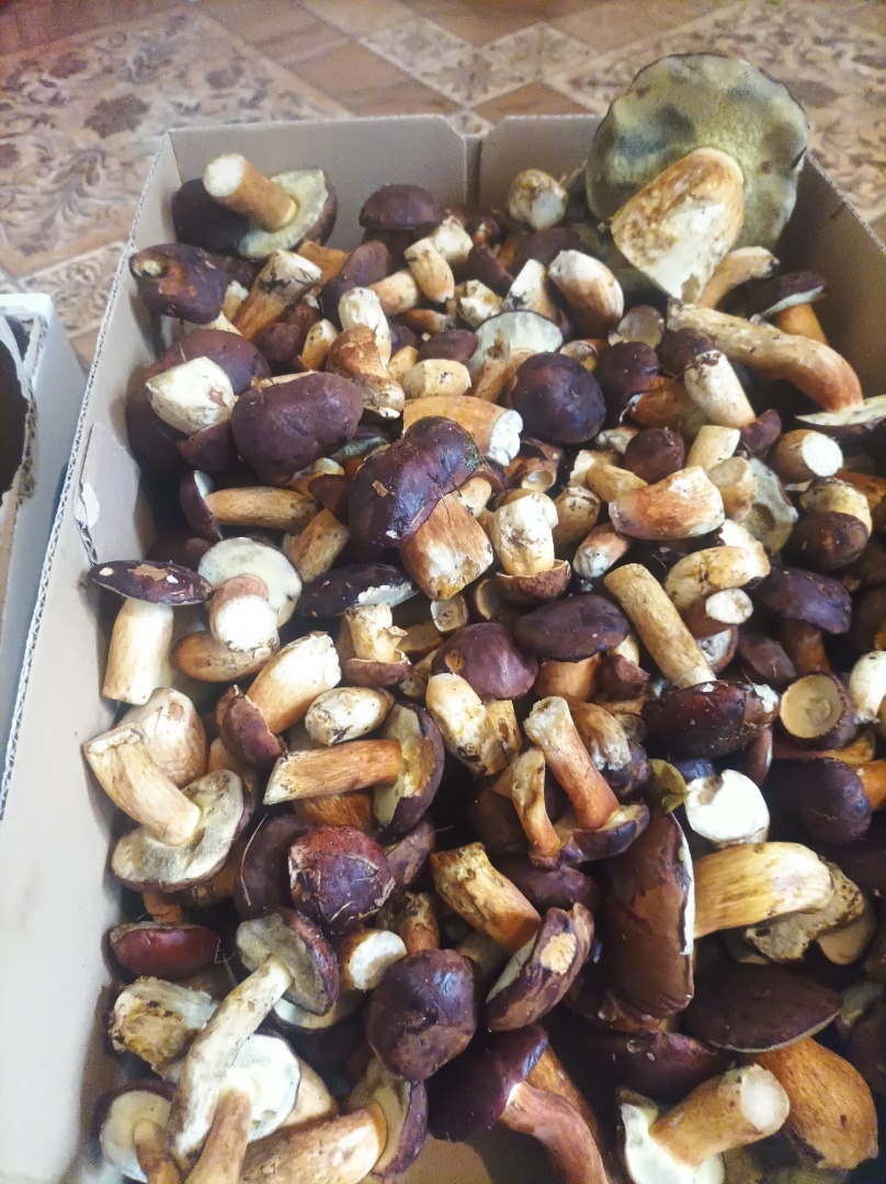 I will sell fresh mushrooms to order