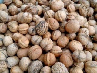 I will sell walnuts from my own plantation. Organic