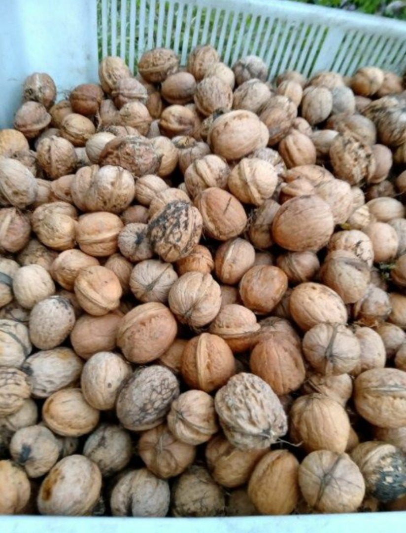 I will sell walnuts from my own plantation
