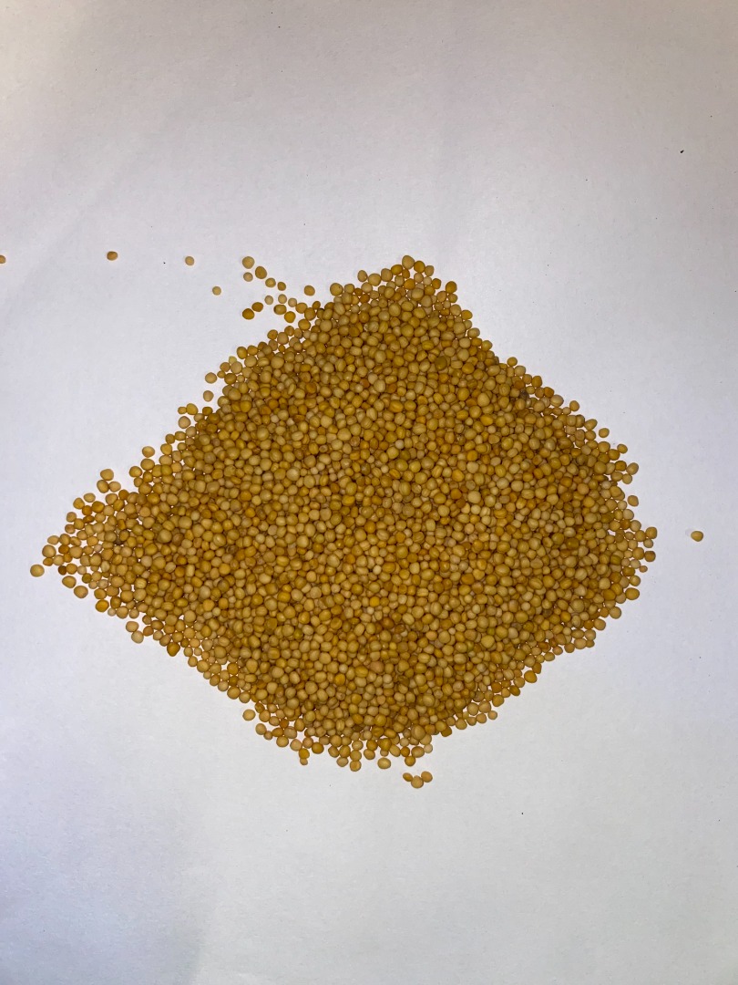 I will sell yellow mustard purity 99.98% Country of origin INDIA With all research