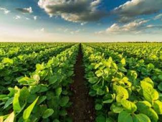 • Soybean is harvested in the sky, in 11.10
