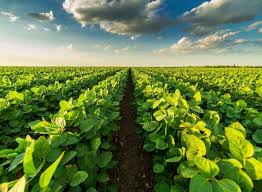 • Soybean is harvested in the sky, in 11.10 it has a humidity of 14%