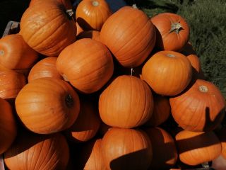 Hello, I will sell wholesale quantities of Spitfire pumpkins