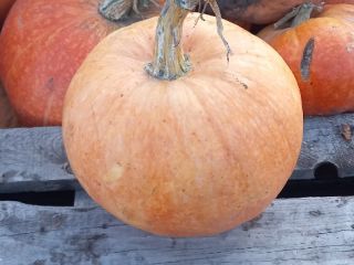 I will sell a pumpkin Otylia and Bambino in