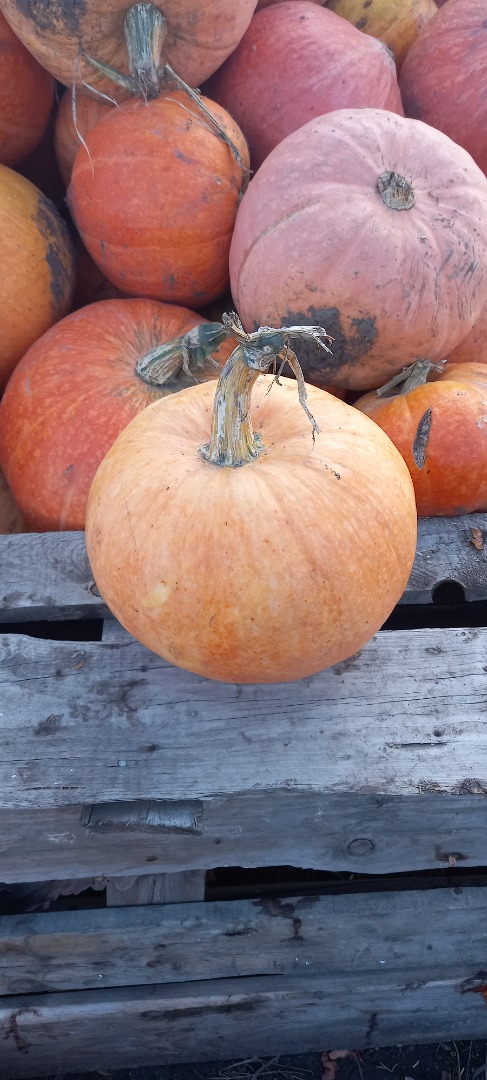 I will sell a pumpkin Otylia and Bambino in bulk, whole fruit, price negotiable