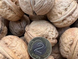 Walnuts for sale. Harvest 2022. Price 5 PLN /