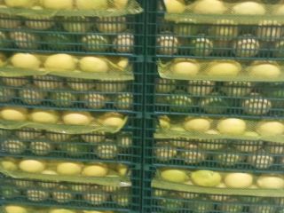 We sell Lemons Enterdonato, size 54-72. Price FOB Mersin