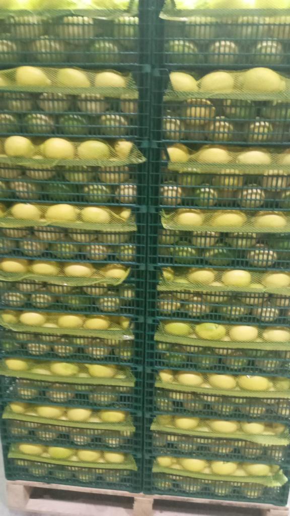 We sell Lemons Enterdonato, size 54-72