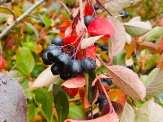 We urgently sell aronia fruits, we own an ECO