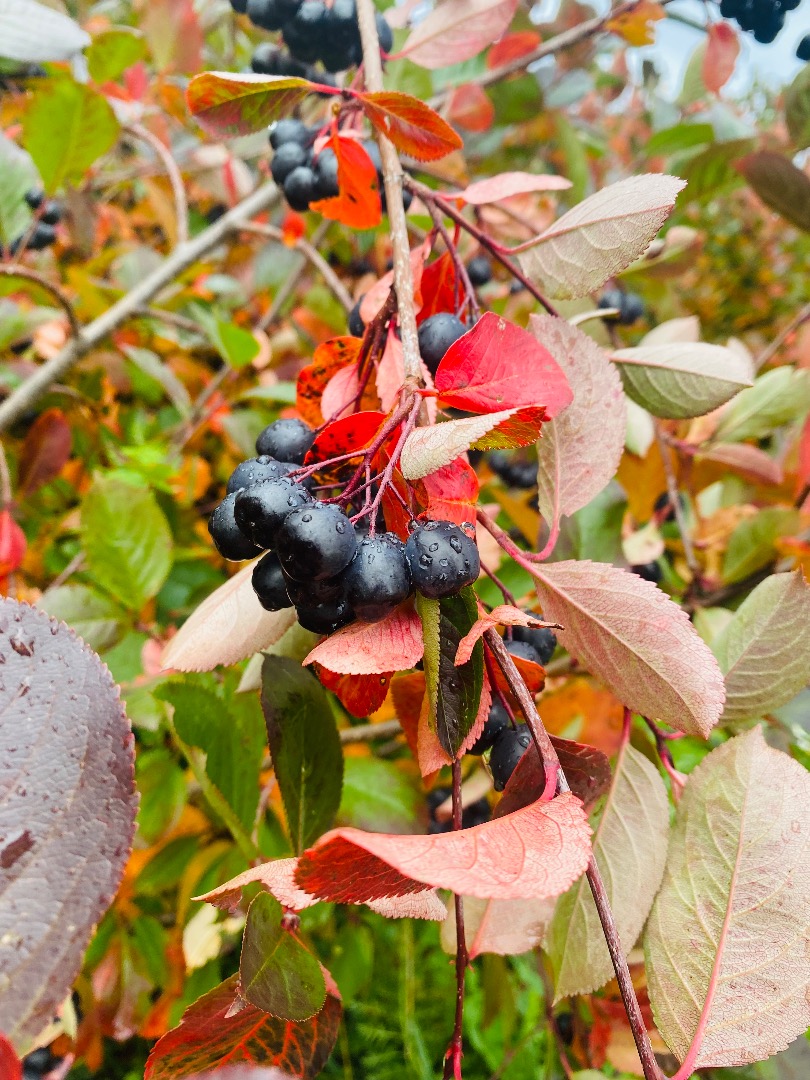 We urgently sell aronia fruits, we own an ECO plantation, we have 3300 plants, the fruits are well ripe, good to taste, large and juicy - this results in a