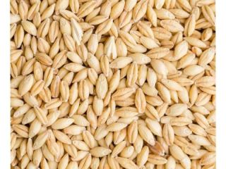 We offer Feed barley that are very high in