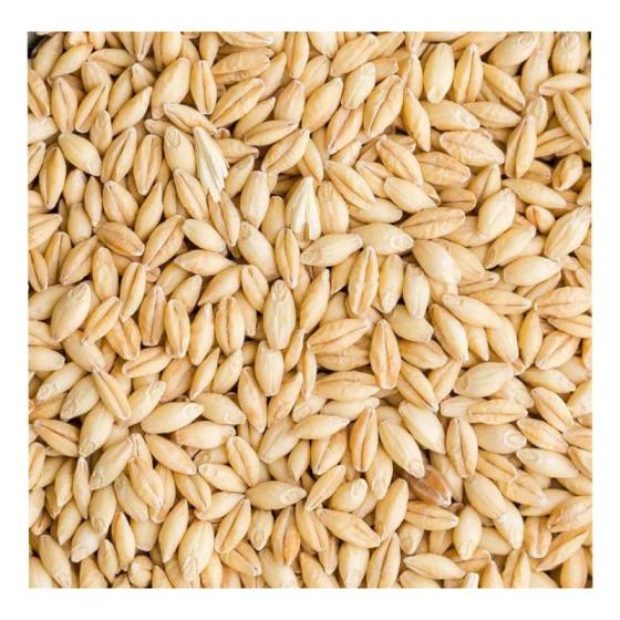 We offer Feed barley that are very high in nutritional value and associated health benefits, it is recognized as a beneficial portion of animals feed ration