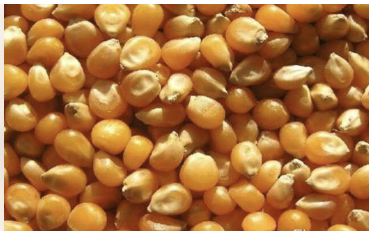 Good afternoon, we sell our Grade 3 and 4 wheat of the 2021 and 2022 environmentally friendly crops