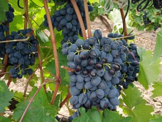 We sell quality ¨Moldova¨ grapes. The sweetest, black, ripe