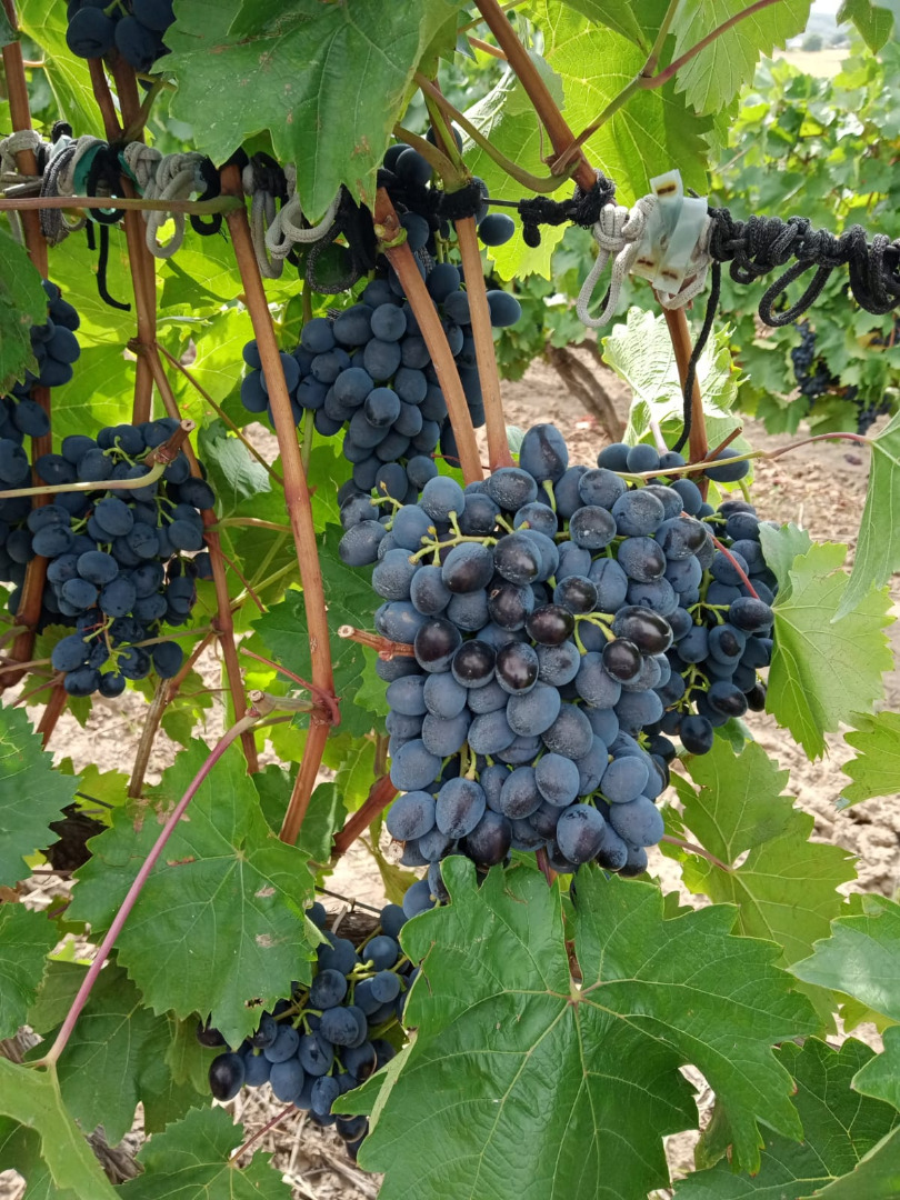 We sell quality ¨Moldova¨ grapes