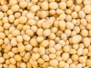 GMO soybeans for export from Ukraine. FCA/DAP delivery conditions.