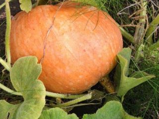 I will sell bamboo pumpkins in the amount of