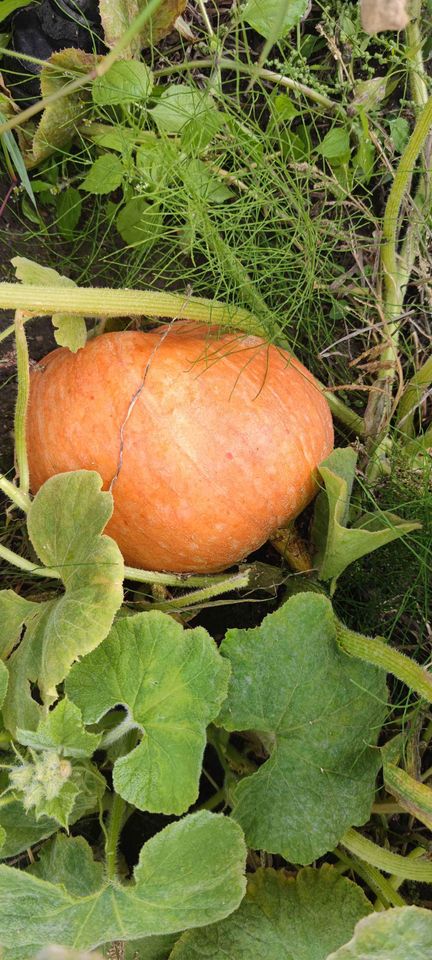 I will sell bamboo pumpkins in the amount of about 2-3 tons, the possibility of delivering pumpkins