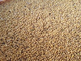 Very good quality from Kazakhstan, Kostanay region. Without GMO,