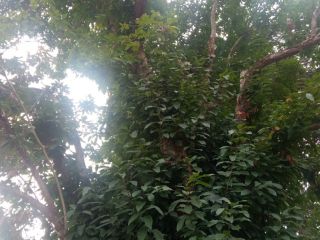 Organic chestnut Designation of Origin Galicia