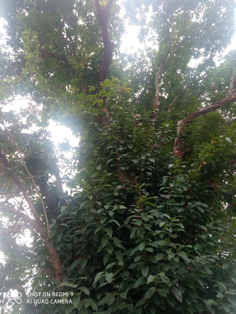 Organic chestnut Designation of Origin Galicia
