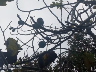 Organic figs. Sale according to needs. The price will
