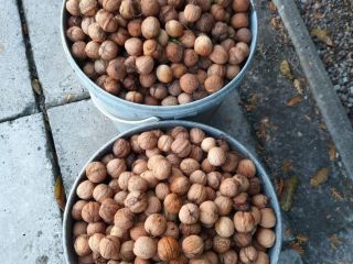 Fresh walnuts, organic without any spraying, from your own