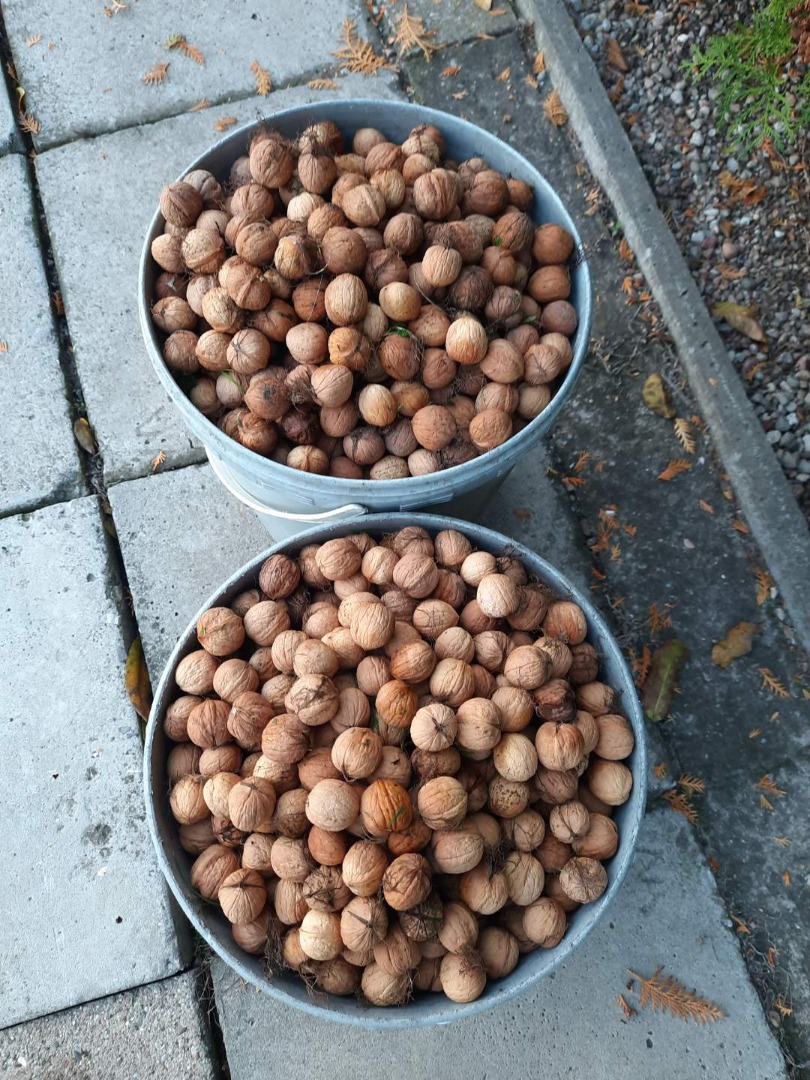 Fresh walnuts, organic without any spraying, from our own orchard, medium walnut size