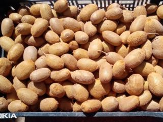 Fresh kiwi available in Uttarakhand Nainital Call Quantity -6