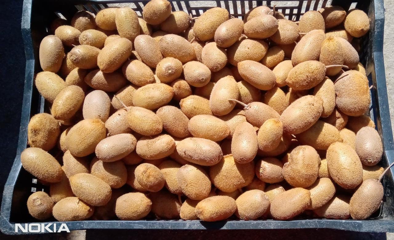 Fresh kiwi available in Uttarakhand Nainital Call Quantity -6 Quintal