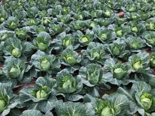 Fresh cabbage for a salad that has the same
