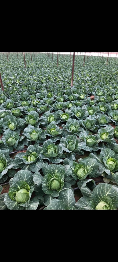 Fresh cabbage for a salad that has the same flavor as spring cabbage