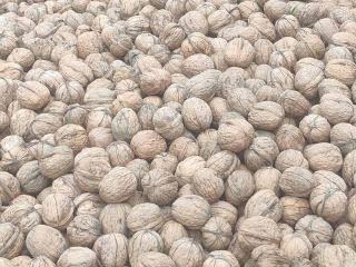 1000 kg of washed and dried walnut to sell