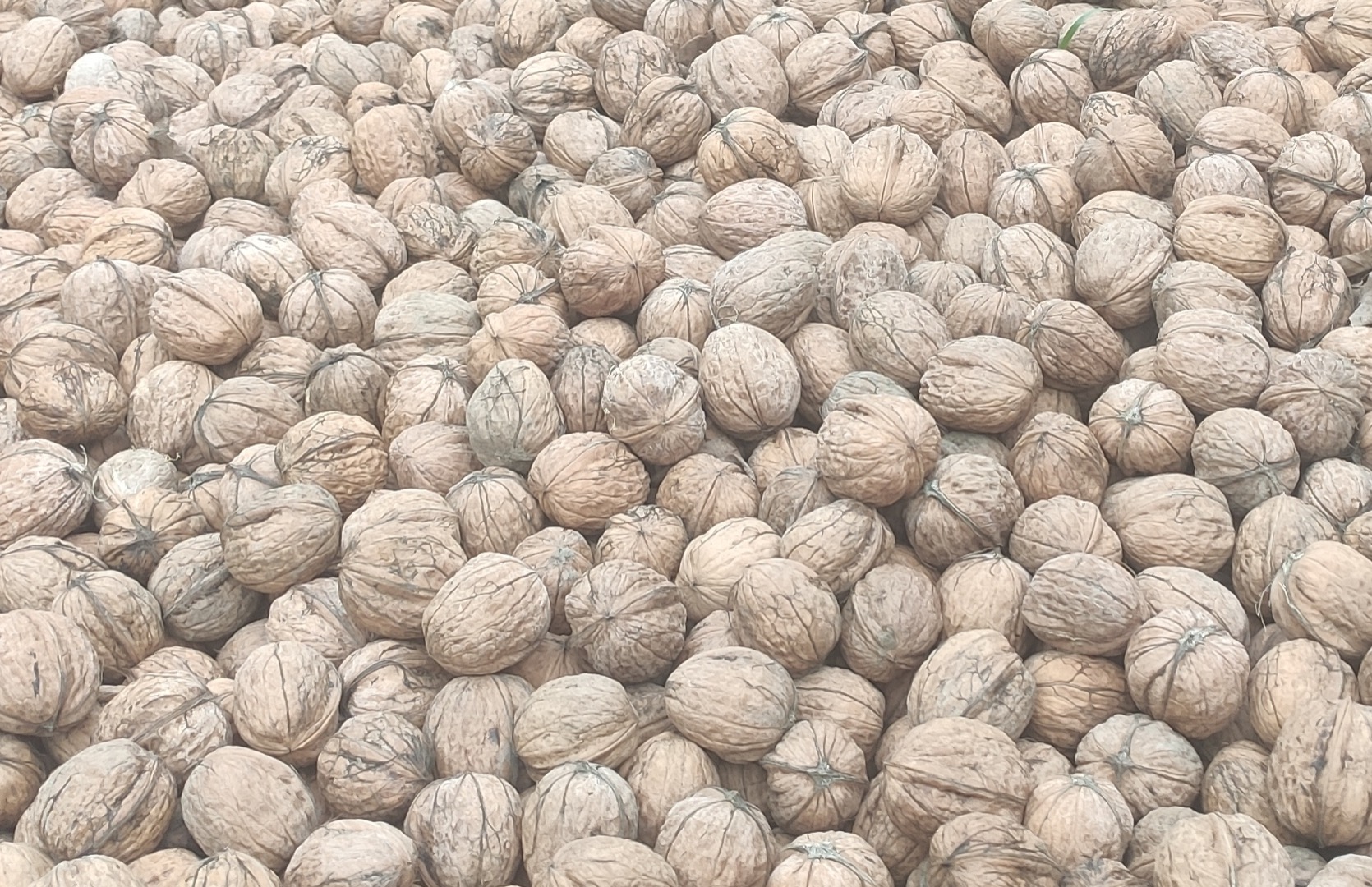 1000 kg of washed and dried walnut to sell for 2 EUR/kg