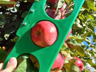 I will sell a Topaz apple, clear without hail,