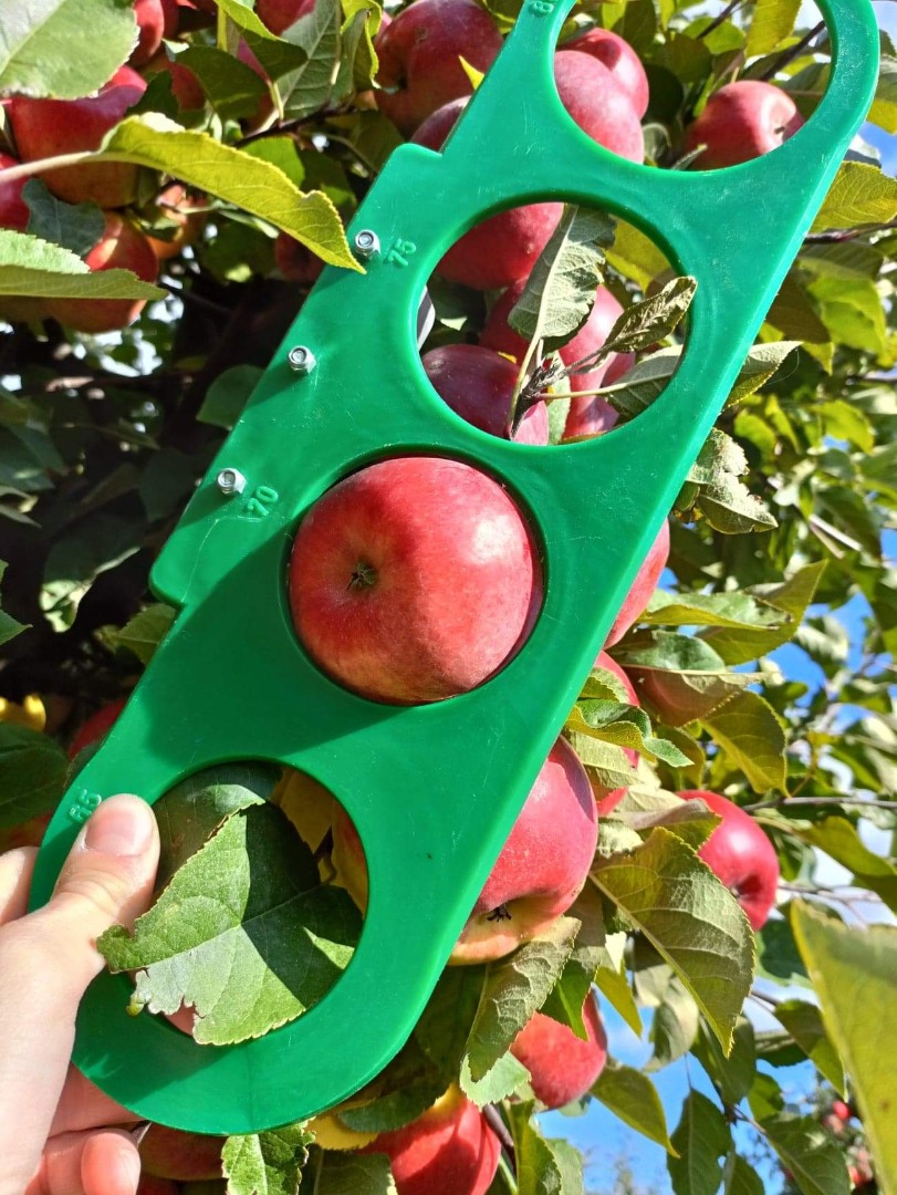 I will sell a Topaz apple, clear without hail, from +6.5
