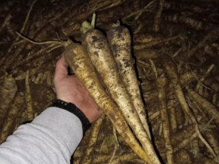 I will sell parsley, iglo and arat. Dug on