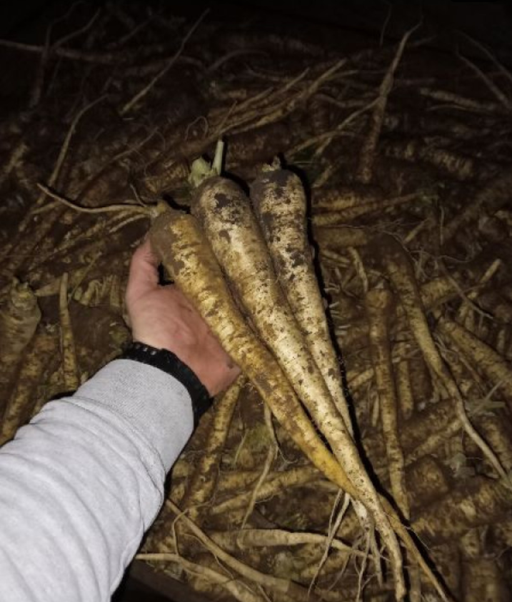 I will sell parsley, iglo and arat