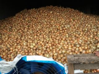 I will sell an onion. The quantity to be