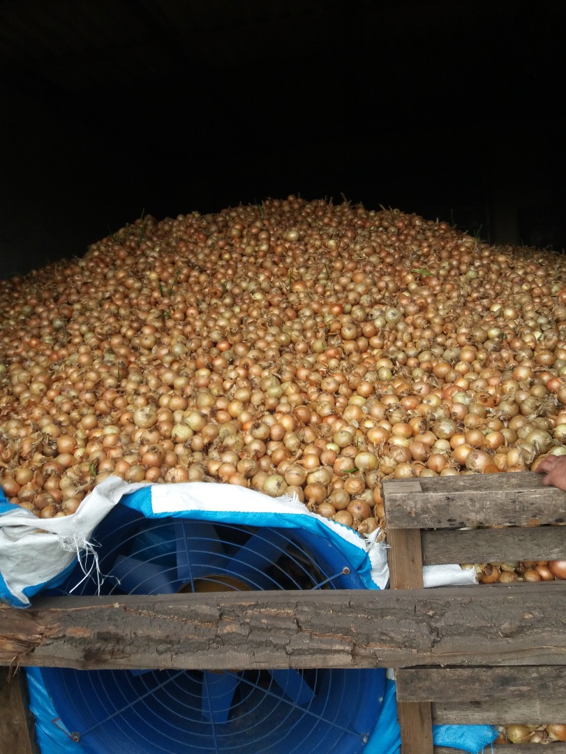 I will sell an onion