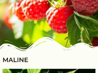 Dear, we are a producer of raspberrys and plumes