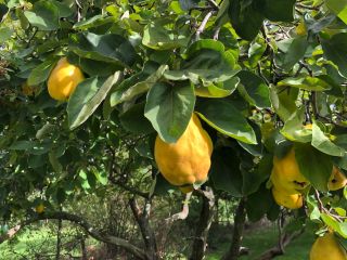 Delicious unsprayed quince (apple or pear quince)